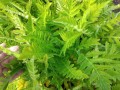 mak wschodni Beauty of Livermere zieloneogrody.eu.jpg