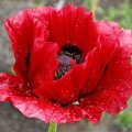 Beauty of Livermere mak.jpg