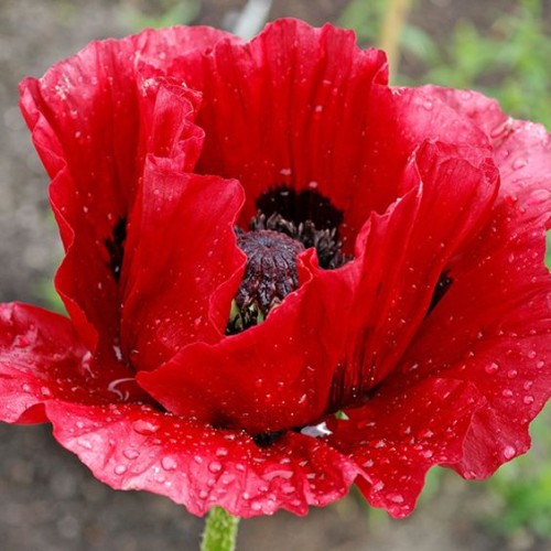 Beauty of Livermere mak.jpg