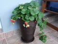 truskawka pnaca.webp