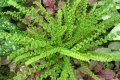 Athyrium_filix-femina_Frizelliae.webp