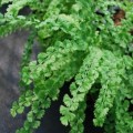 athyrium_.jpg