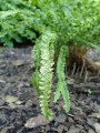 640px-Athyrium_.jpg