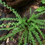 Athyrium filix femina Frizelliae - Wietlica Samicza Paproć PAPROCIE