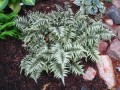 Athyrium-niponicum-.jpg