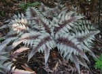 WIETLICA JAPOŃSKA " Red Beauty" Athyrium niponicum Paproć  PAPROCIE