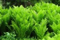 Matteuccia struthiopteris.jpg