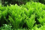 Pióropusznik strusi Matteuccia struthiopteris Paproć PAPROCIE