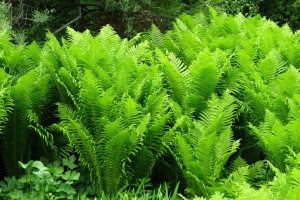 Pióropusznik strusi Matteuccia struthiopteris Paproć PAPROCIE