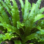 Zanokcica języcznik Phylilitis scolopendrium Paproć  PAPROCIE