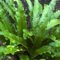 Zanokcica języcznik Phylilitis scolopendrium Paproć  PAPROCIE