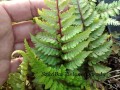 wietlica red beauty zieloneogrody.jpg