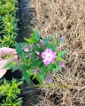 phlox-early-purple-eye zielone ogrody.jpg