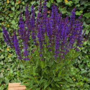 SZAŁWIA NIGHT FIELD 
