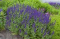 salvia-night-field_6.jpg