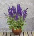 salvia-night-field_3.jpg