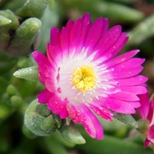 Delosperma Jewel of Desert Amethyst Słonecznica