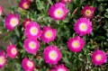 delosperma.jpg