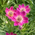 anemone-multifida-rubra.jpg