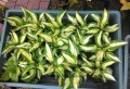 hosta.jpg