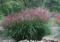 Miscanthus_sin._Ferner_Osten_ml.jpg