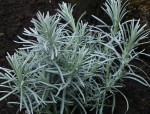 KOCANKA WŁOSKA CURRY  - KORMA  Helichrysum italicum 