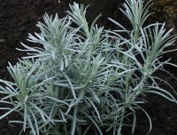 KOCANKA WŁOSKA CURRY  - KORMA  Helichrysum italicum 