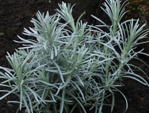KOCANKA WŁOSKA CURRY  - KORMA  Helichrysum italicum 