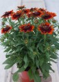 rudbeckia-happy-smileyz.jpg