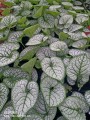 Brunera wielkolistna Sea Heart Brunnera macrophylla zieloneogrody.eu.jpg
