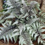 WIETLICA JAPOŃSKA " PAWTER LACE" Athyrium nipponicum var. pictum Paproć  PAPROCIE