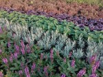 SZAŁWIA OMSZONA 'Rose Midnight' –  RÓŻOWE PIĘKNO DLA TWOJEGO OGRODU   (Salvia nemorosa)