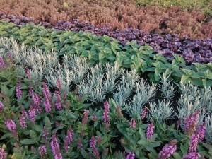 SZAŁWIA OMSZONA 'Rose Midnight' –  RÓŻOWE PIĘKNO DLA TWOJEGO OGRODU   (Salvia nemorosa)
