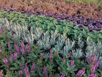 SZAŁWIA OMSZONA 'Rose Midnight' –  RÓŻOWE PIĘKNO DLA TWOJEGO OGRODU   (Salvia nemorosa)