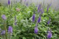 Veronica longifolia_ przetacznik www.zieloneogrody.eu.jpg