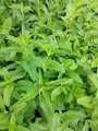 Veronica longifolia zieloneogrody.eu.jpg