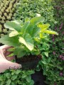 Veronica longifolia Przetacznik -- www.zieloneogrody.eu.jpg