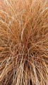 Carex comans BRONZE FORM_1.jpg