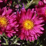 Aster  Island Bahamas - kompaktowy