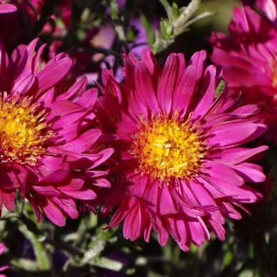 Aster  Island Bahamas - kompaktowy