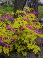 dicentra-gold-heart_5.jpg