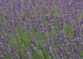 byliny-i-trawy_inne_75079_2.jpg