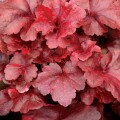 heuchera-galaxy_73796_1.jpg