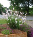 gaura 3.jpeg