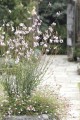 gaura.jpeg