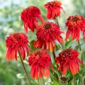echinacea hot papaya 2.jpg