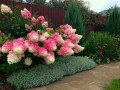 Hydrangea Paniculata Reny Vanilla fraise.jpeg