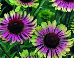 Jeżówka Green Twister Echinacea