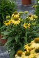 echinacea-yellow-pearl-.jpeg