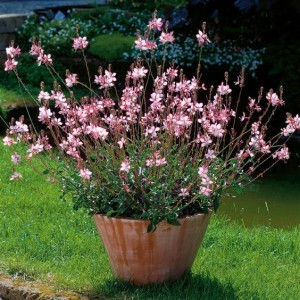GAURA LINDHEIMERA RÓŻOWA – TAŃCZĄCE MOTYLE W TWOIM OGRODZIE (Gaura lindheimeri)